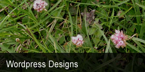 mediaberg-wordpress-design-